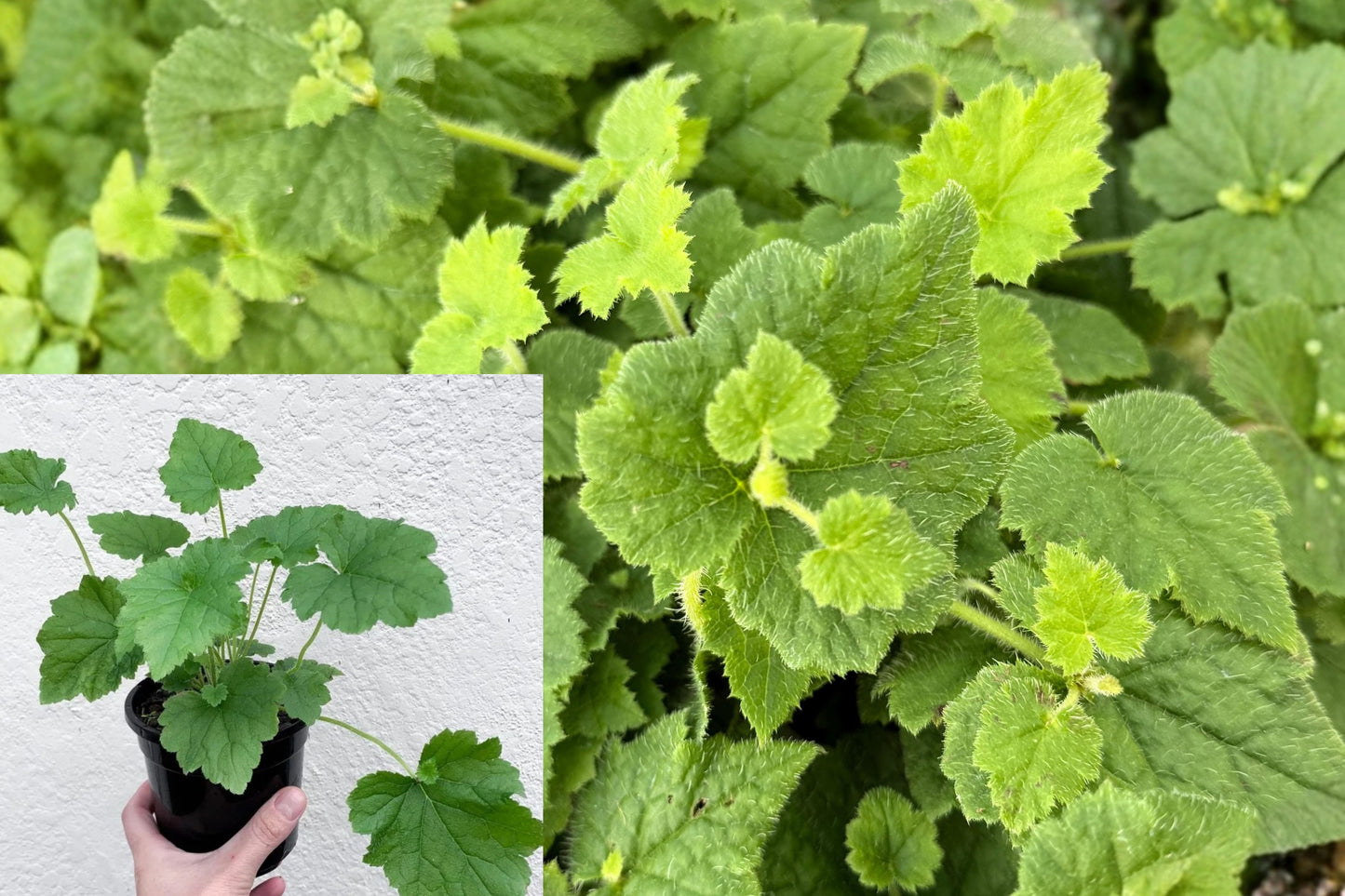 Piggyback Plant 1 Live Houseplant – 4" Pot – Tolmiea menziesii