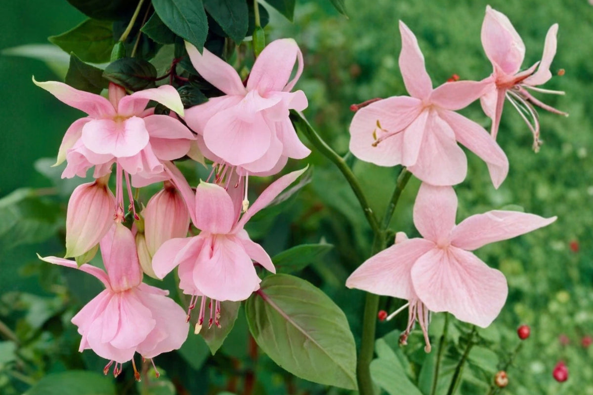 Pink Galore Fuchsia Live Plant 6-Inch Pot – Fuchsia Hybrid