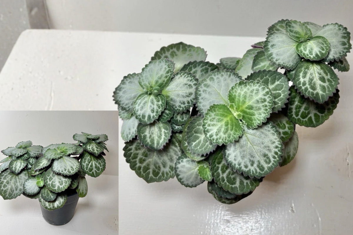 Plectranthus oertendahlii Live Plant – 1 Plant, 4" Grow Pot