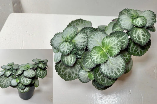 Plectranthus oertendahlii Live Plant – 1 Plant, 4" Grow Pot