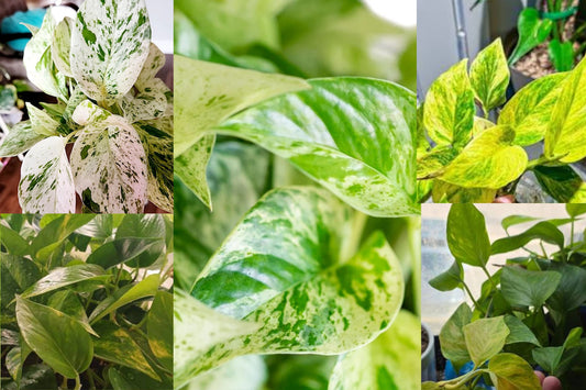 20 Pothos Cuttings – Marble Queen, Snow, Golden, Green & Neon – Epipremnum aureum