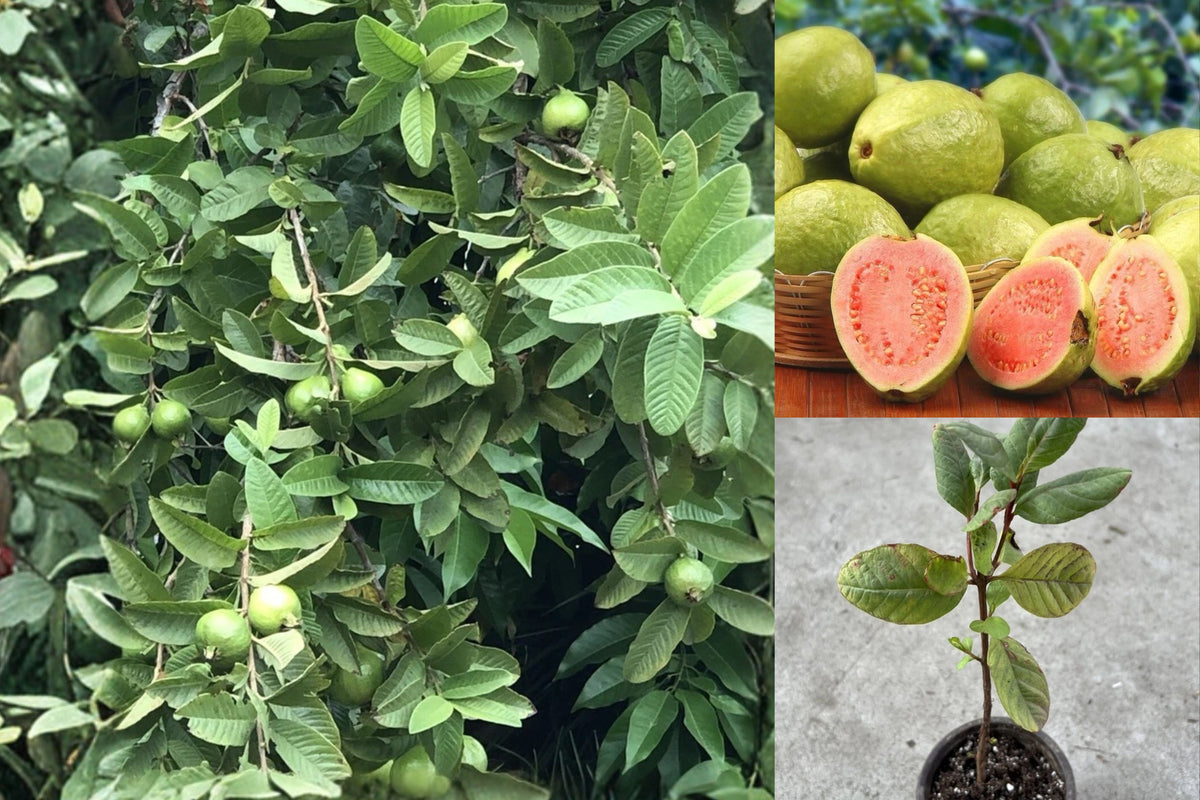 Pink Guava Tree Live Plant – 1 Seedling – 10 Inches – Psidium guajava