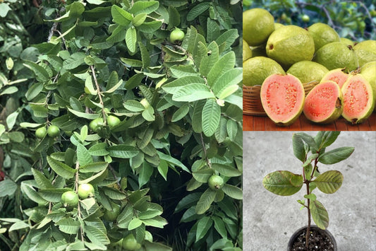 Pink Guava Tree Live Plant – 1 Seedling – 10 Inches – Psidium guajava