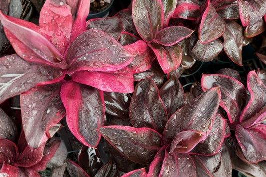 Ti Plant Live Cutting – 4–6 Inch – Cordyline sp. – Pink Purple Green