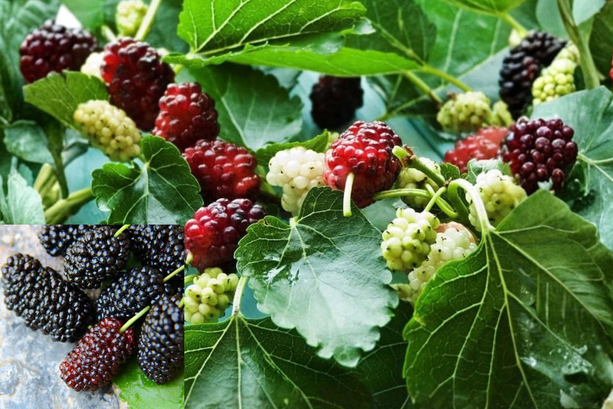Illinois Mulberry Live Plant – 1 Everbearing Starter – Mulberry