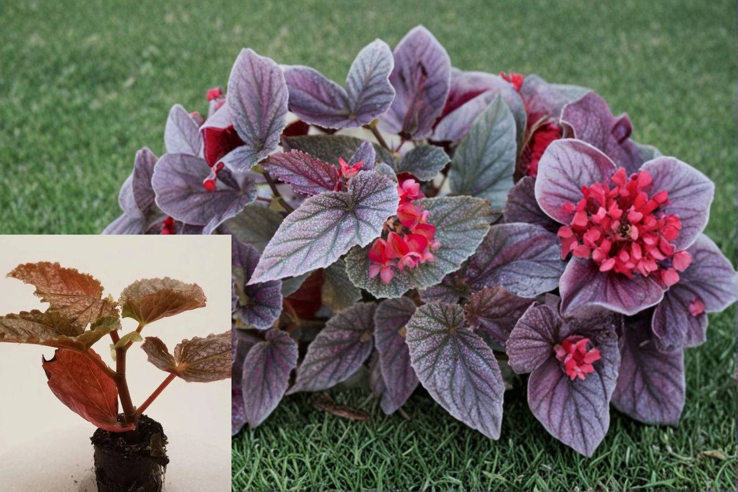 Angel Wing Begonia Miss Mummy Rooted Live Starter Plant – Begonia