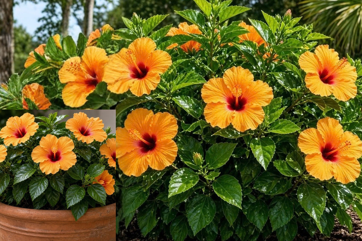 Joanne Tropical Hibiscus 2 Bare-Root Plants, 4–6 Inches – Hibiscus rosa-sinensis
