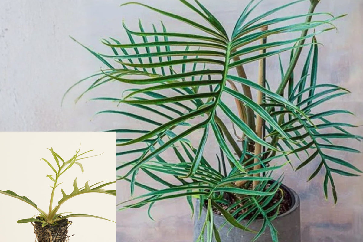 Philodendron Tortum Live Starter Plant, 6–8 Inch Tall Rare Tropical Houseplant, Unique Split Leaf Green Foliage, Indoor Aroid Plant