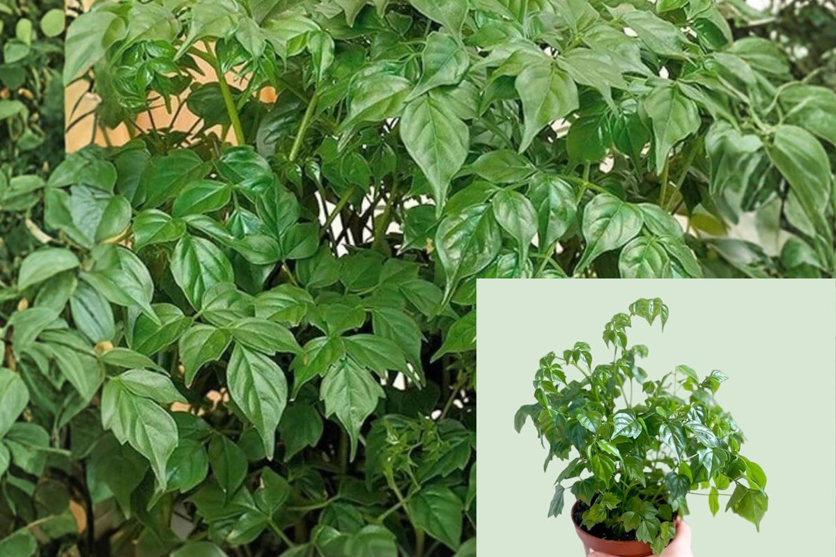 China Doll Plant – 1 Gallon Pot – Radermachera sinica Live Houseplant