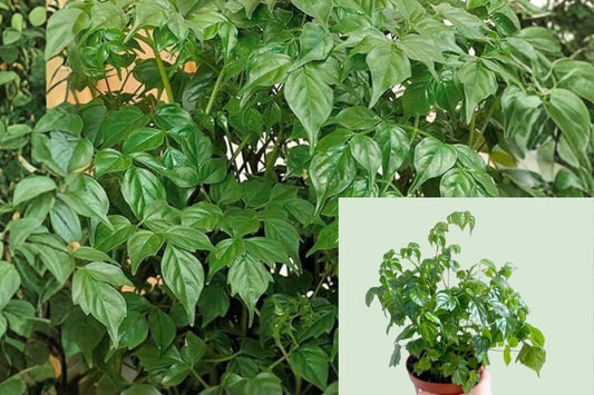 China Doll Plant – 1 Gallon Pot – Radermachera sinica Live Houseplant