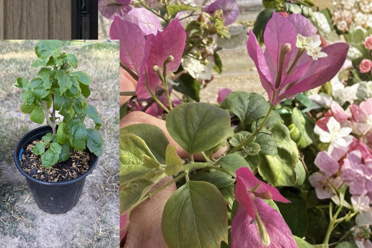 Duckfeet Bougainvillea Live Plant – 1 Gallon Potted Bougainvillea