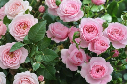 Light Pink Rose Live Plant – 5–10 Inch Starter – Rosa spp.