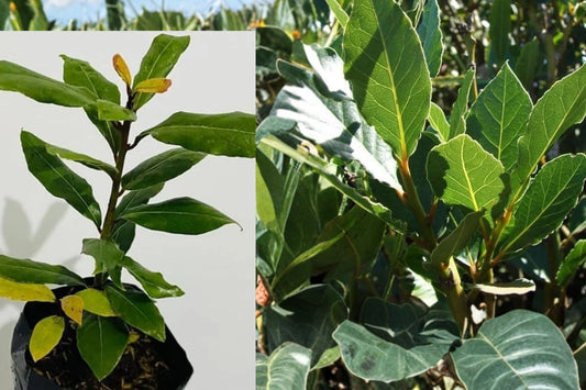 Bay Laurel Live Plant – 1 Year Old – Laurus nobilis – 4" Pot