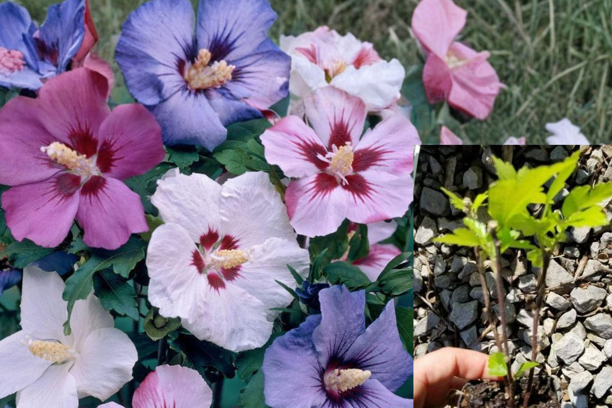 Rose of Sharon Althea Live Plants, 3 Mixed Color Hibiscus Shrubs, Pink Purple Red White, 2.5 Inch Pots, Outdoor Flowering Bush