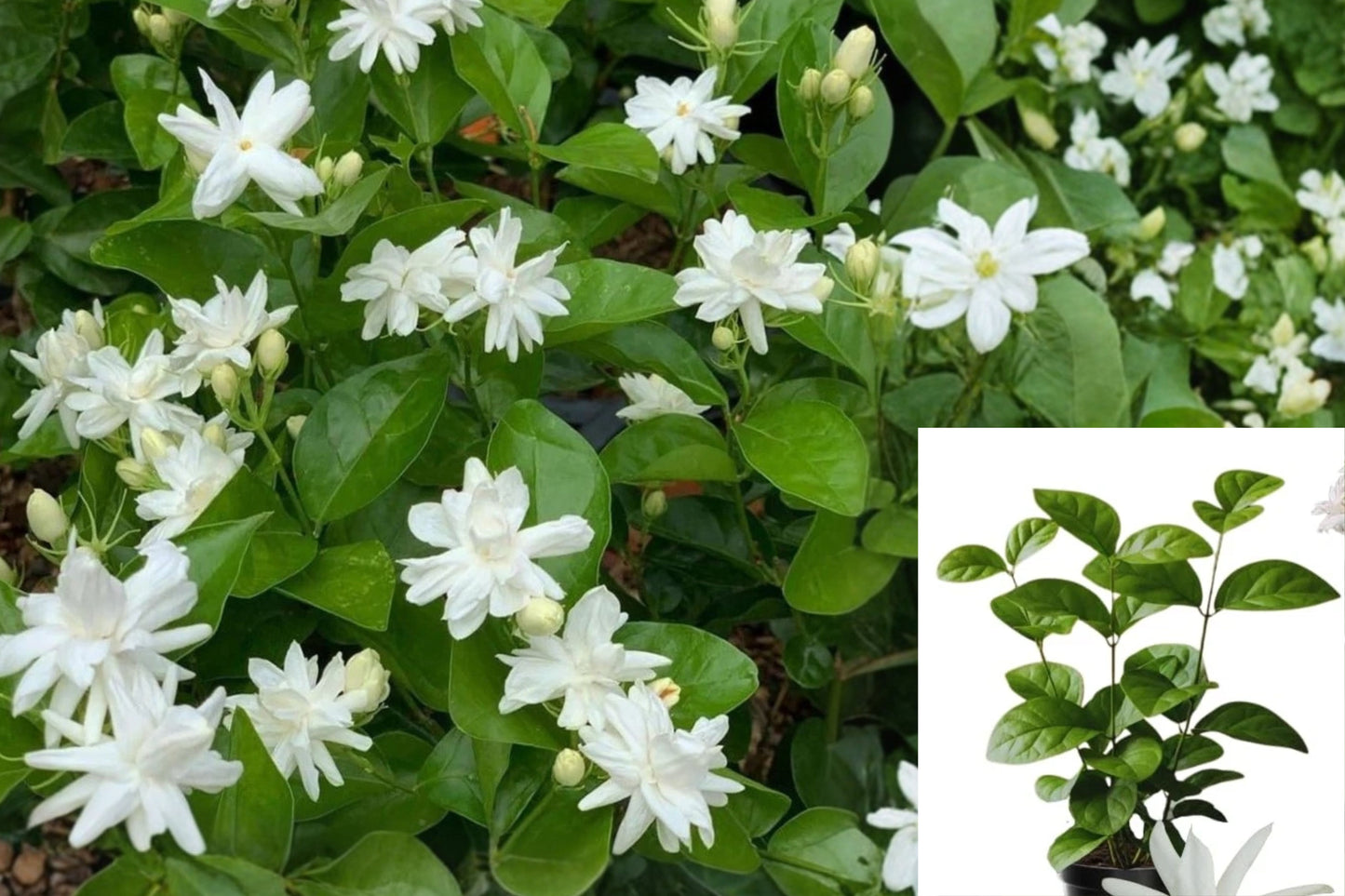 White Jasmine Live Plants – 2 Flowering Plants – 5–7 Inches Tall – Jasminum