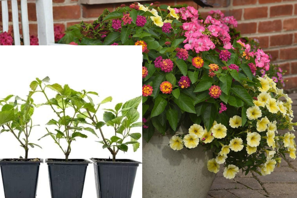 4 Mixed Trailing Lantana Live Plants, 4–6 Inch Flowering Starters, Colorful Garden and Container Plants
