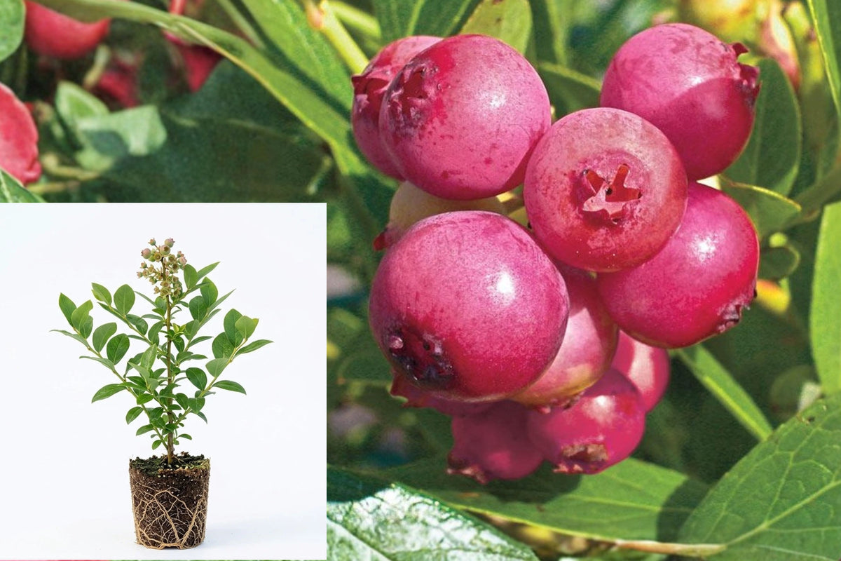 Pink Lemonade Blueberry Live Plant, 4–6 Inch Starter Bush, Pink Fruiting Blueberry Shrub, Patio Fruit Plant, 1 Plant