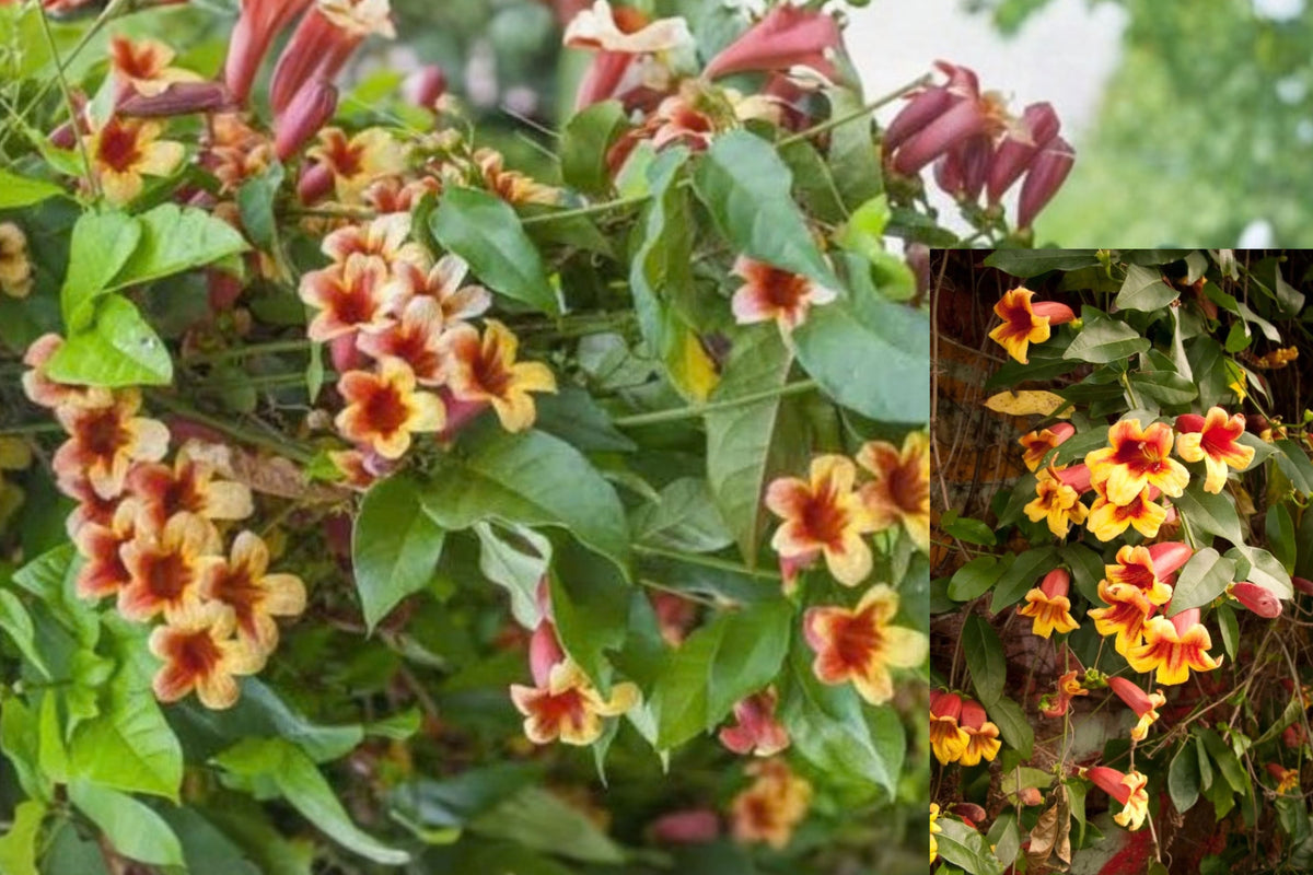 12 Crossvine Cuttings – Bignonia sp. Flowering Vine