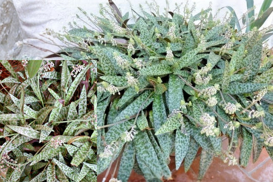 Silver Squill 1 Live Plant – Ledebouria socialis Variegated