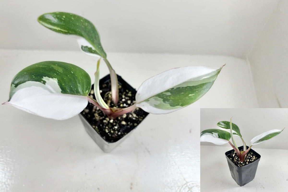 Philodendron White Wizard Live Plant – 1 Plant – 2.5" Grow Pot