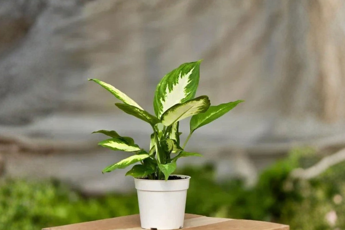 Dieffenbachia ‘Camille’ 1 Live Plant – 4 Inch Size – Indoor Houseplant