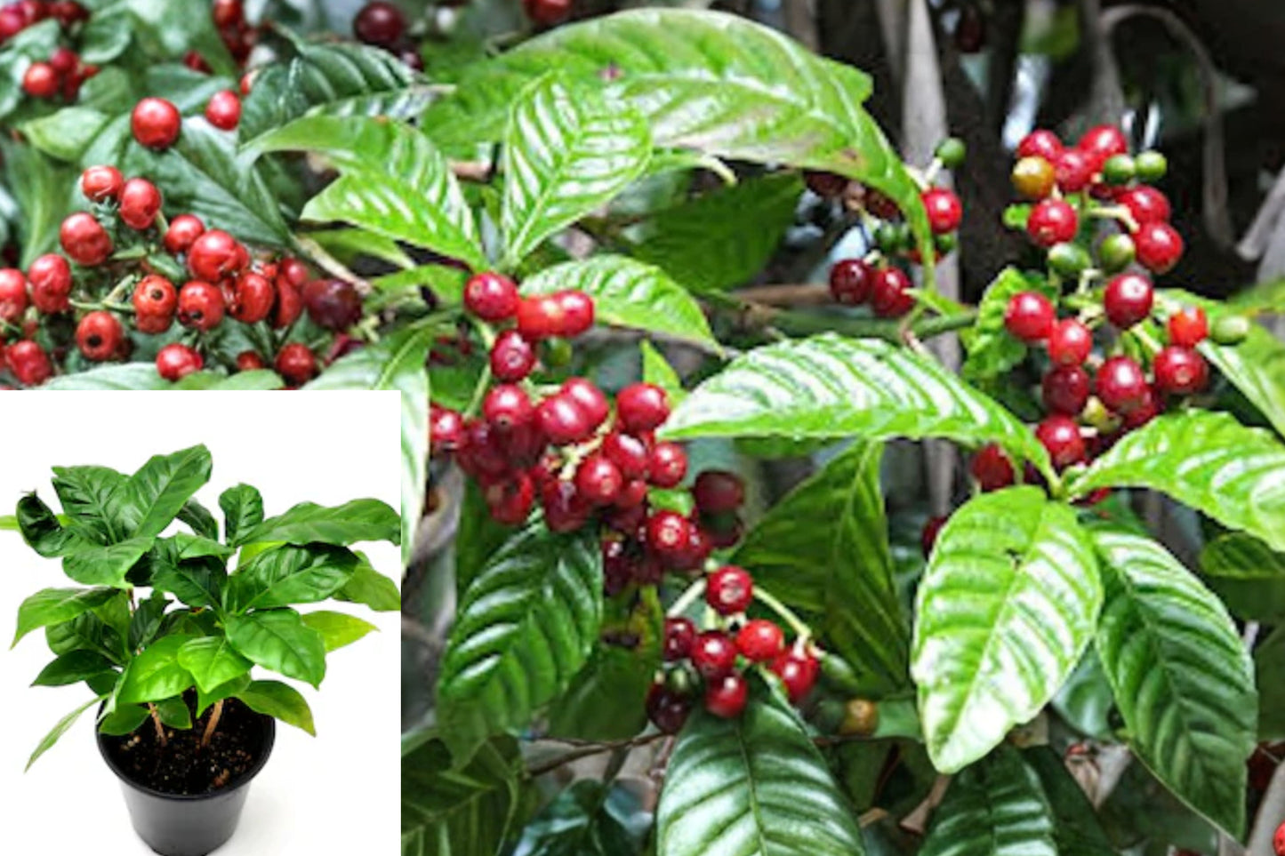 4 Arabica Coffee Live Starter Plants – Coffea arabica – Indoor & Outdoor