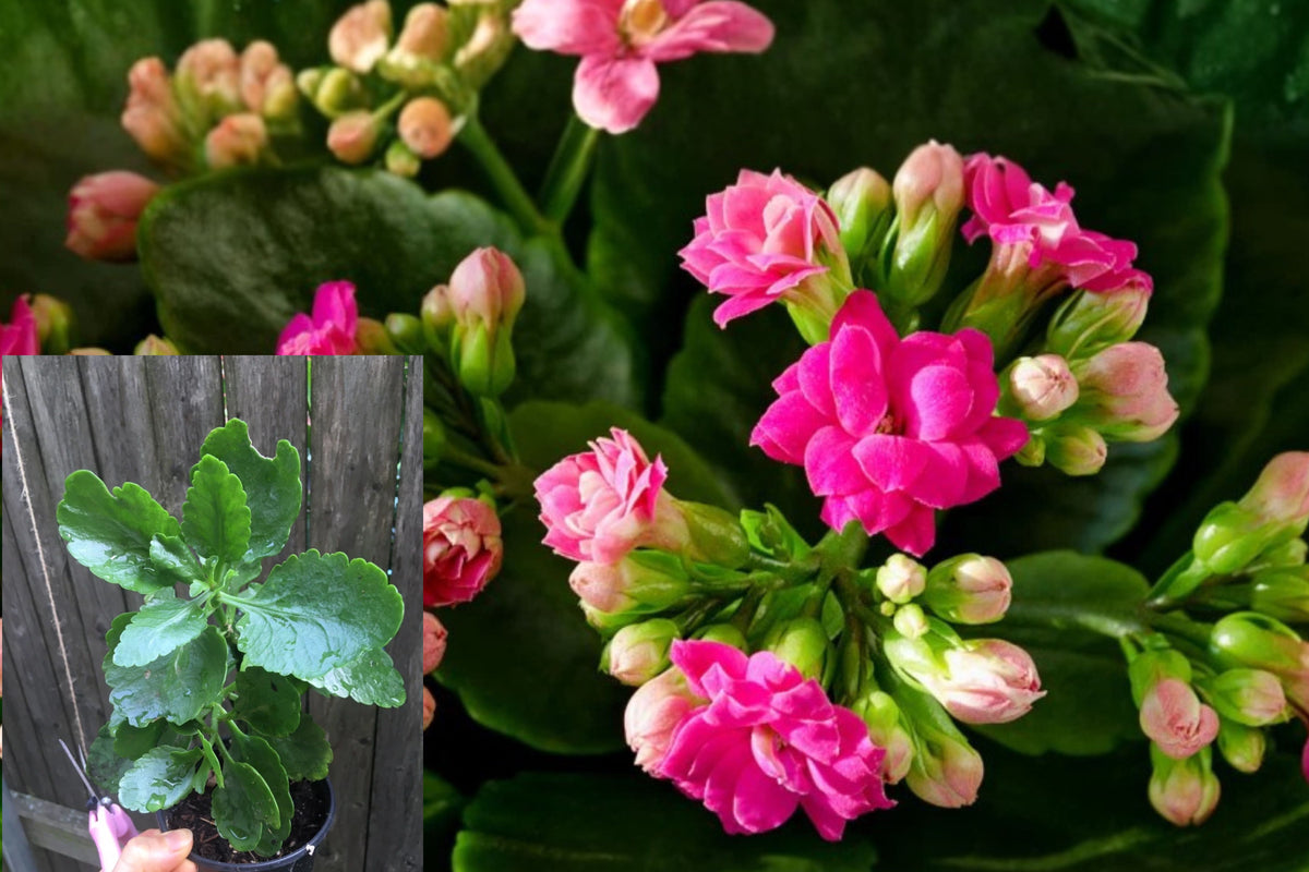 Pink Florist Kalanchoe Live Plant – Well Rooted Houseplant