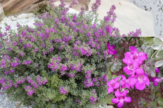 Dwarf Texas Sage Live Plants – 2 Plants, 4–8" Tall – Leucophyllum frutescens