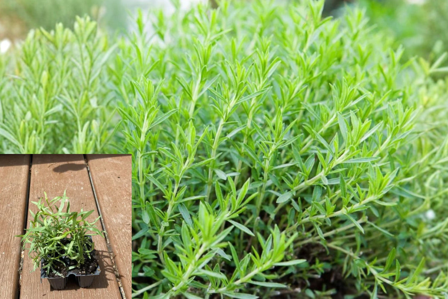 French Tarragon Live Plant – 1 Plug, 2–4" Tall – Artemisia dracunculus