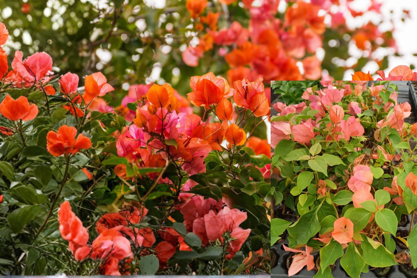Sundown Orange Bougainvillea 4 Live Rooted Plants 4–6" Tall – Bougainvillea spp.