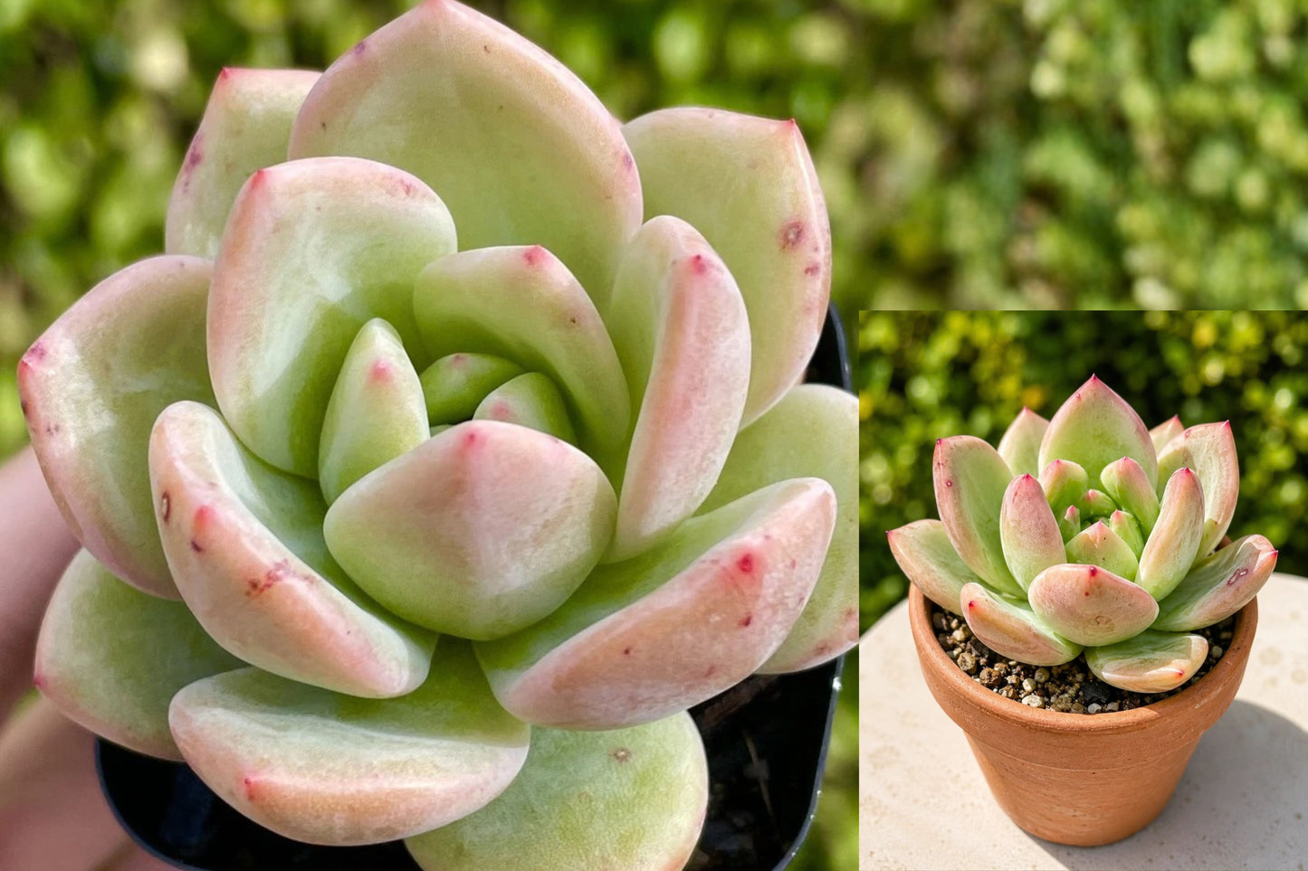 Echeveria Champagne 1 Live Plant – 3-Inch 1-Head Bare Root Succulent