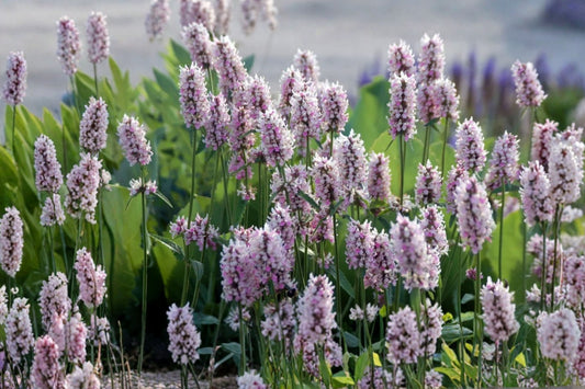 Summer Crush Betony Live Plant Plug 1–3" Tall – Stachys ‘Summer Crush’