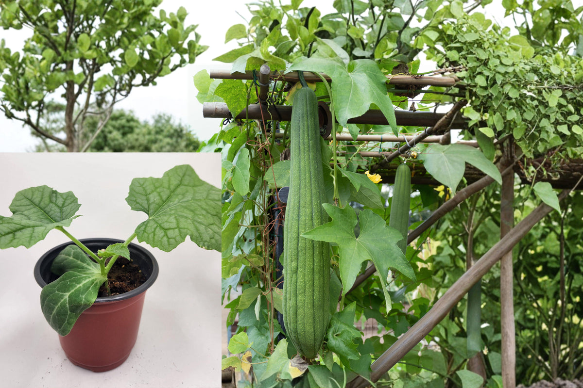 Live Luffa Loofah Plant, Potted Edible Climbing Vegetable Seedling, Green Gourd Vine, Full Sun Summer Garden Plant