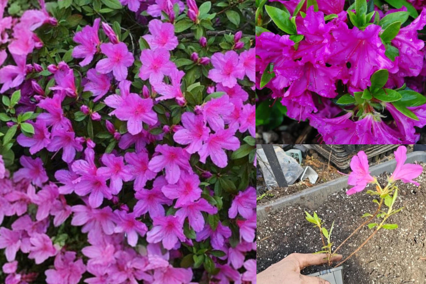Purple Formosa Live Plant – 4-Inch Pot – Tibouchina Ornamental