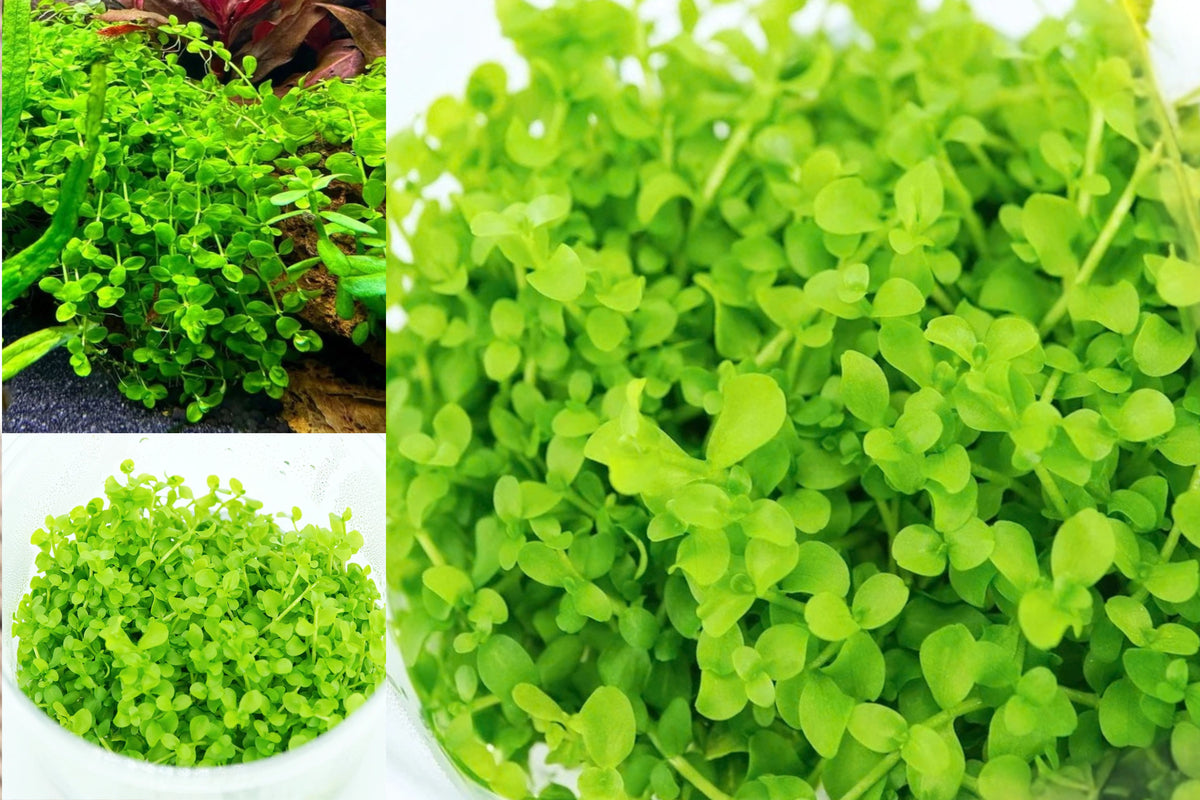 Monte Carlo 1 Live Tissue Culture Aquarium Plant – Micranthemum – Freshwater