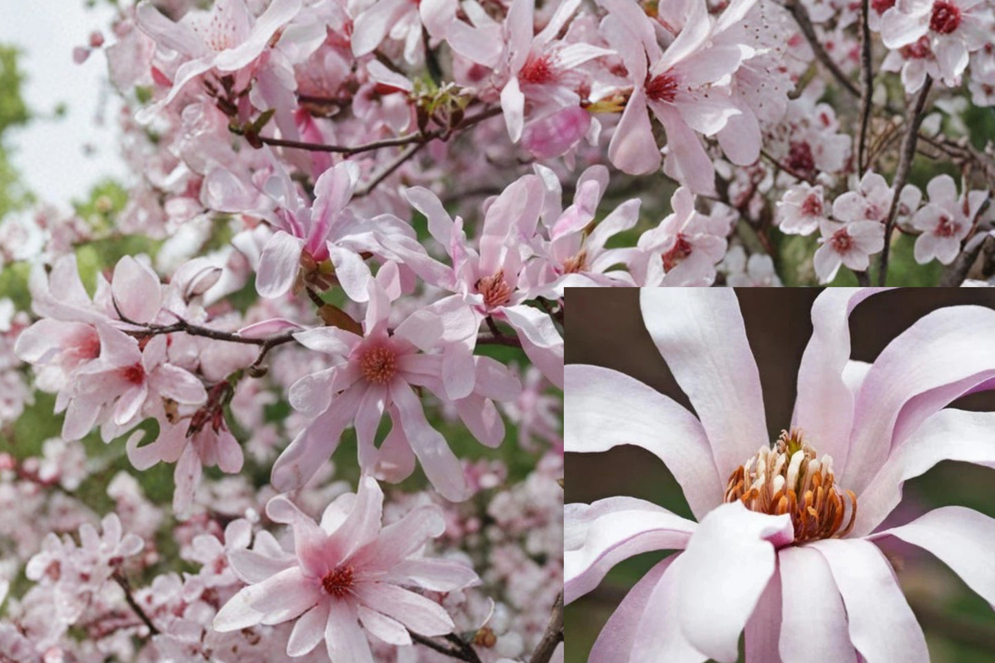 Leonard Messel Magnolia Live Plant – 1 Plant in 3.5 Inch Pot