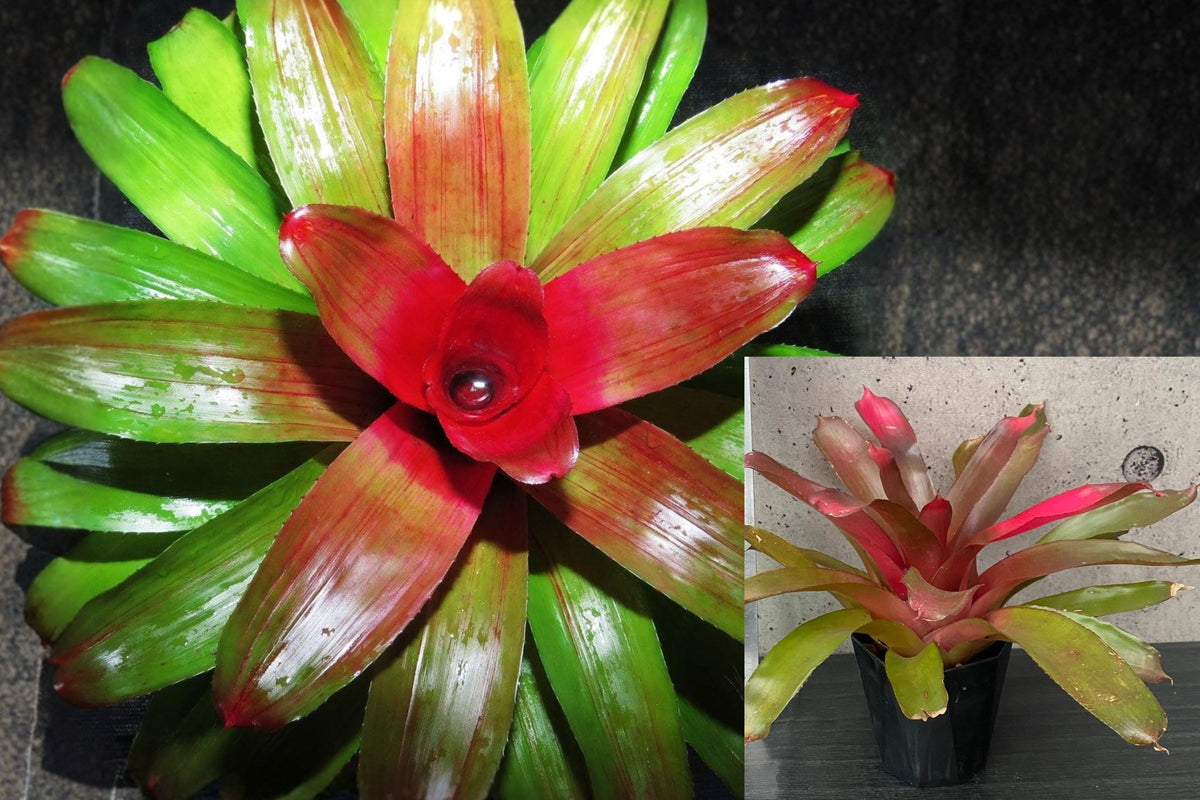 Neoregelia Gene McKenzie Bromeliad Live Plants, 2 Pack Tropical Rosette Houseplants, Green and Red Ornamental Foliage