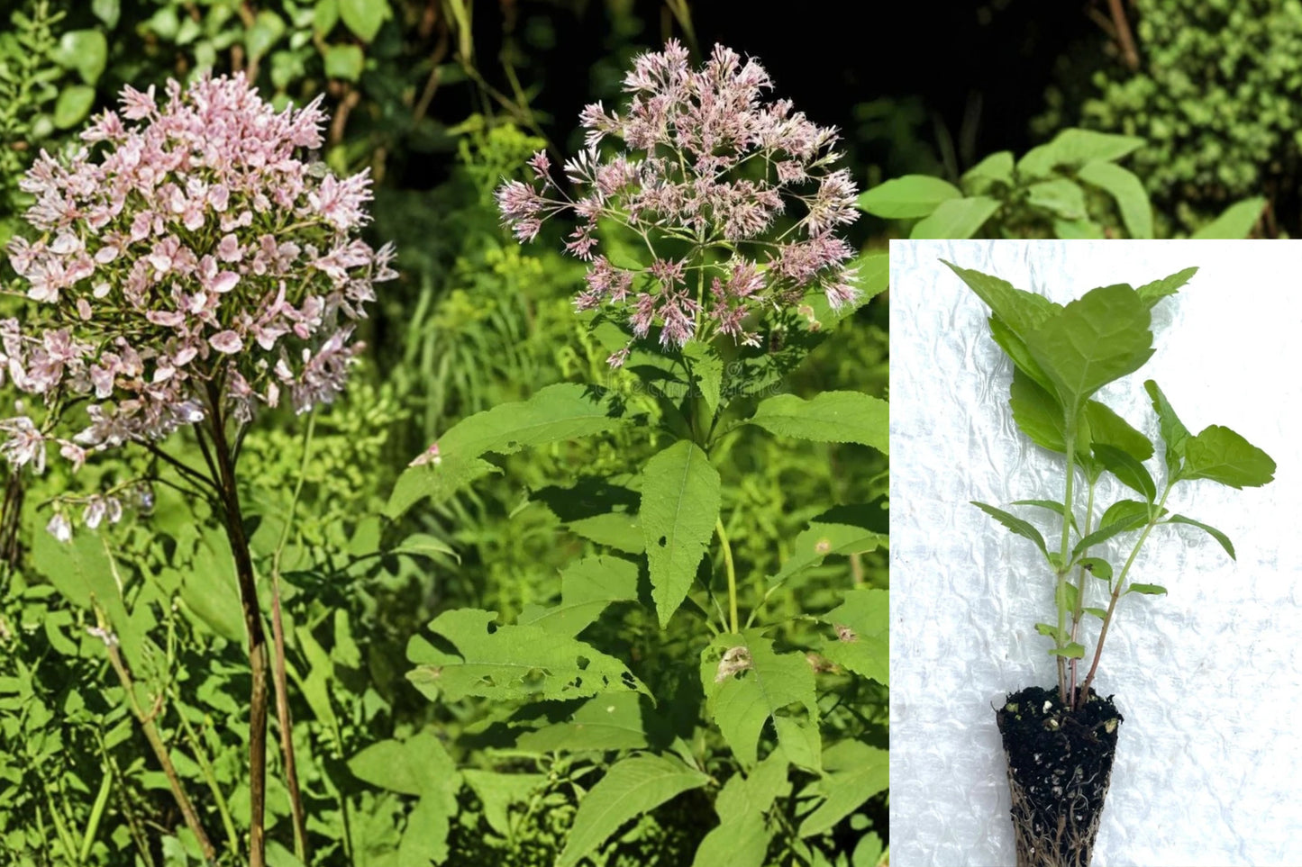 Sweet Joe Pye Weed 5 Starter Plugs – Eutrochium purpureum Live Plants