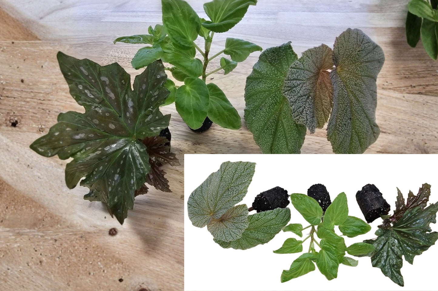 Angel Wing Begonia 3 Live Starter Plants – Assorted Begonia Houseplants