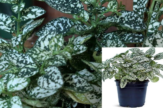 White Polka Dot Plant Live, Hypoestes Phyllostachya, Green and White Foliage Houseplant in 4 Inch Pot