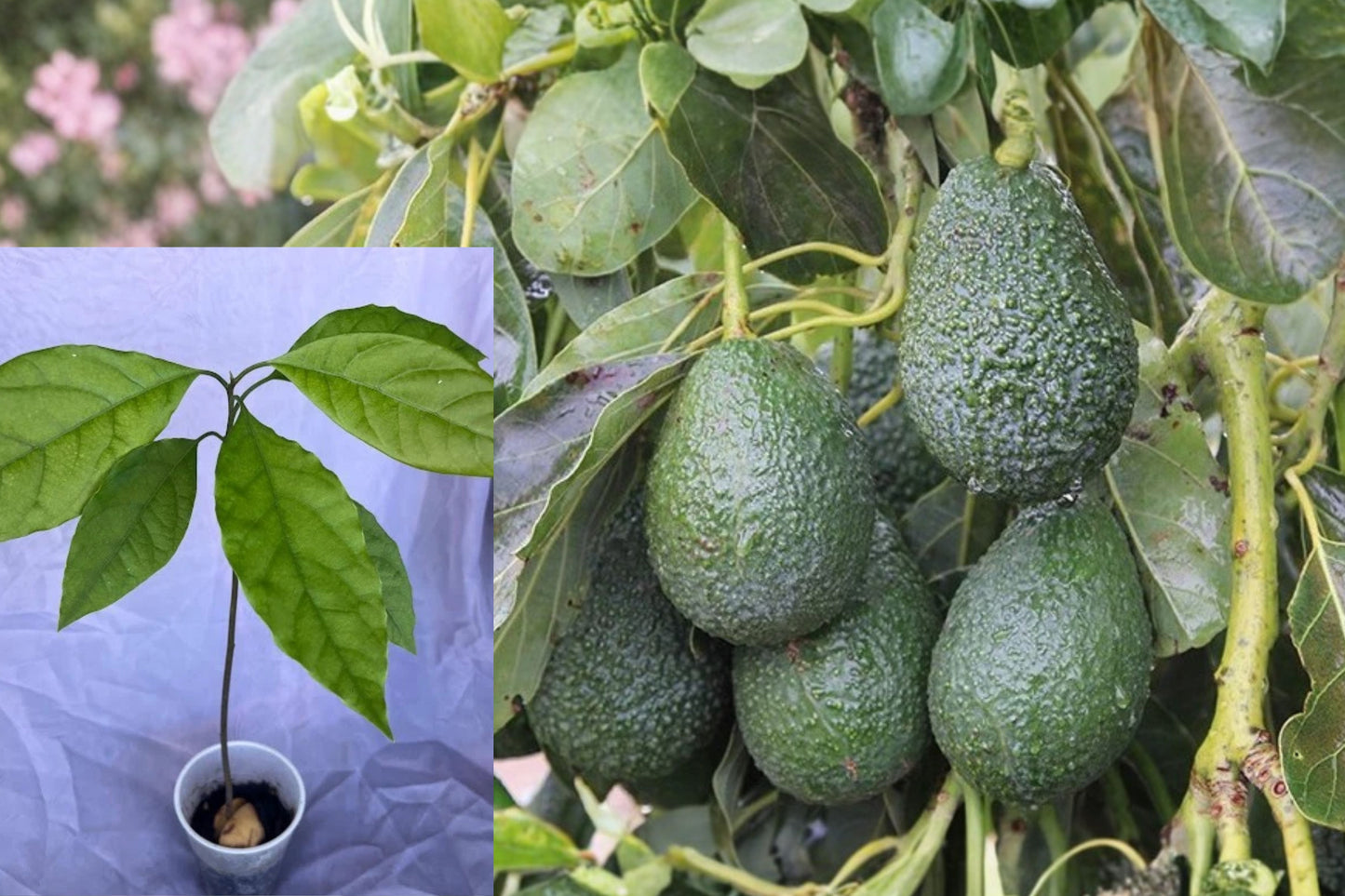 Hass Avocado Live Tree Seedling – 12–15+ Inch Plant – Persea americana