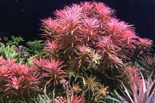 3 Stems Ludwigia Pantanal Live Aquarium Plant – Ludwigia inclinata