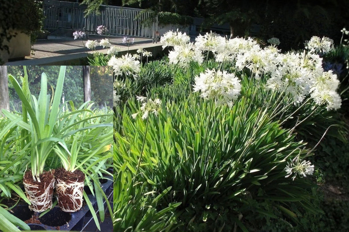 Agapanthus Getty White 3 Live 2-Inch Plants – Agapanthus praecox