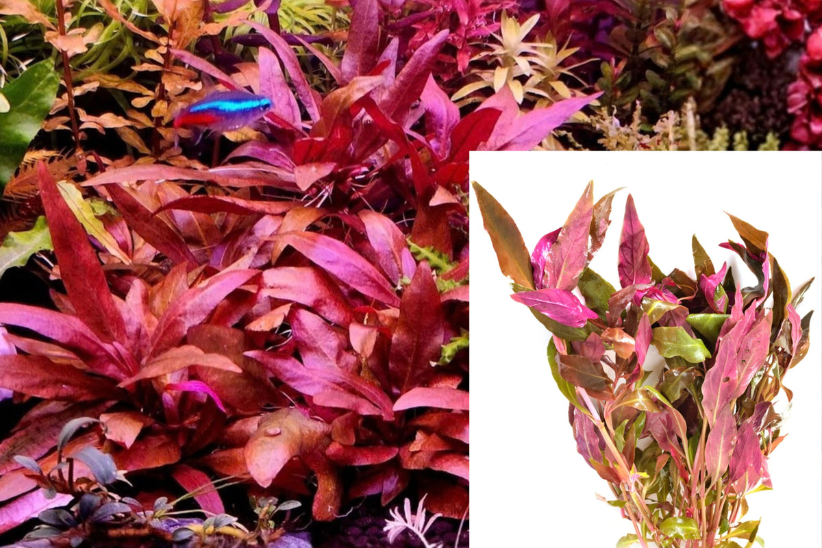 Alternanthera Reineckii 2 Unrooted Cuttings – Live Pink Aquarium Plant
