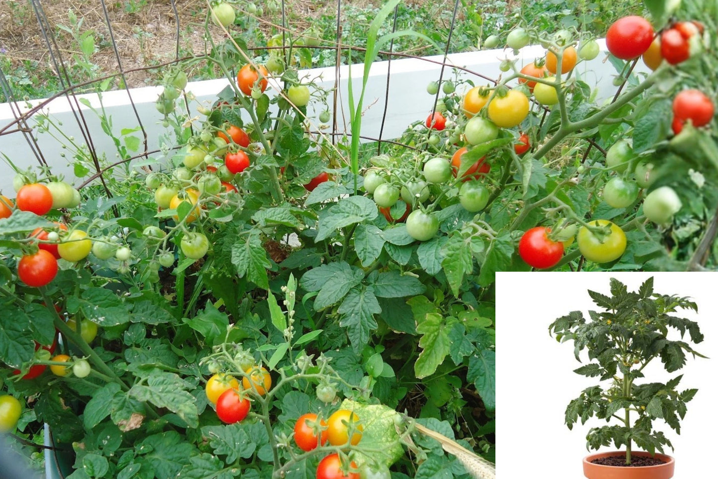 Tiny Tim Tomato 2 Live Plants – Dwarf Cherry Tomato – Solanum lycopersicum