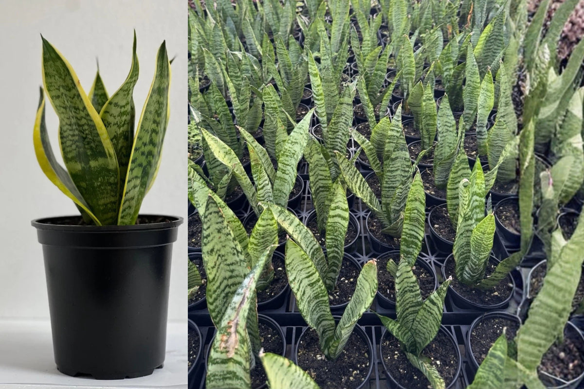 Snake Plant Live Plant – 1 Rooted Plant in Nursery Pot – Sansevieria sp.