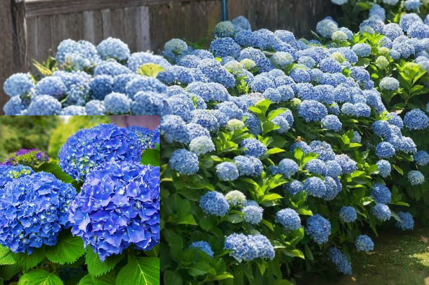 Nikko Blue Hydrangea 1 Live Starter Plant – Hydrangea macrophylla