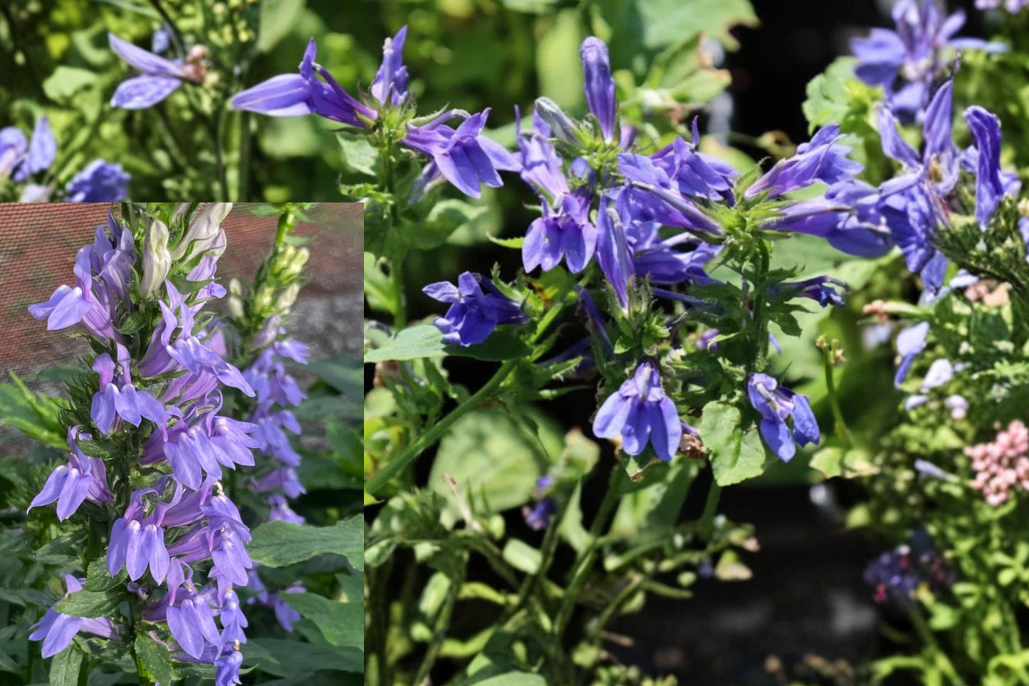 Blue Lobelia Live Plant – 2–5" Tall, 3" Pot – Lobelia erinus