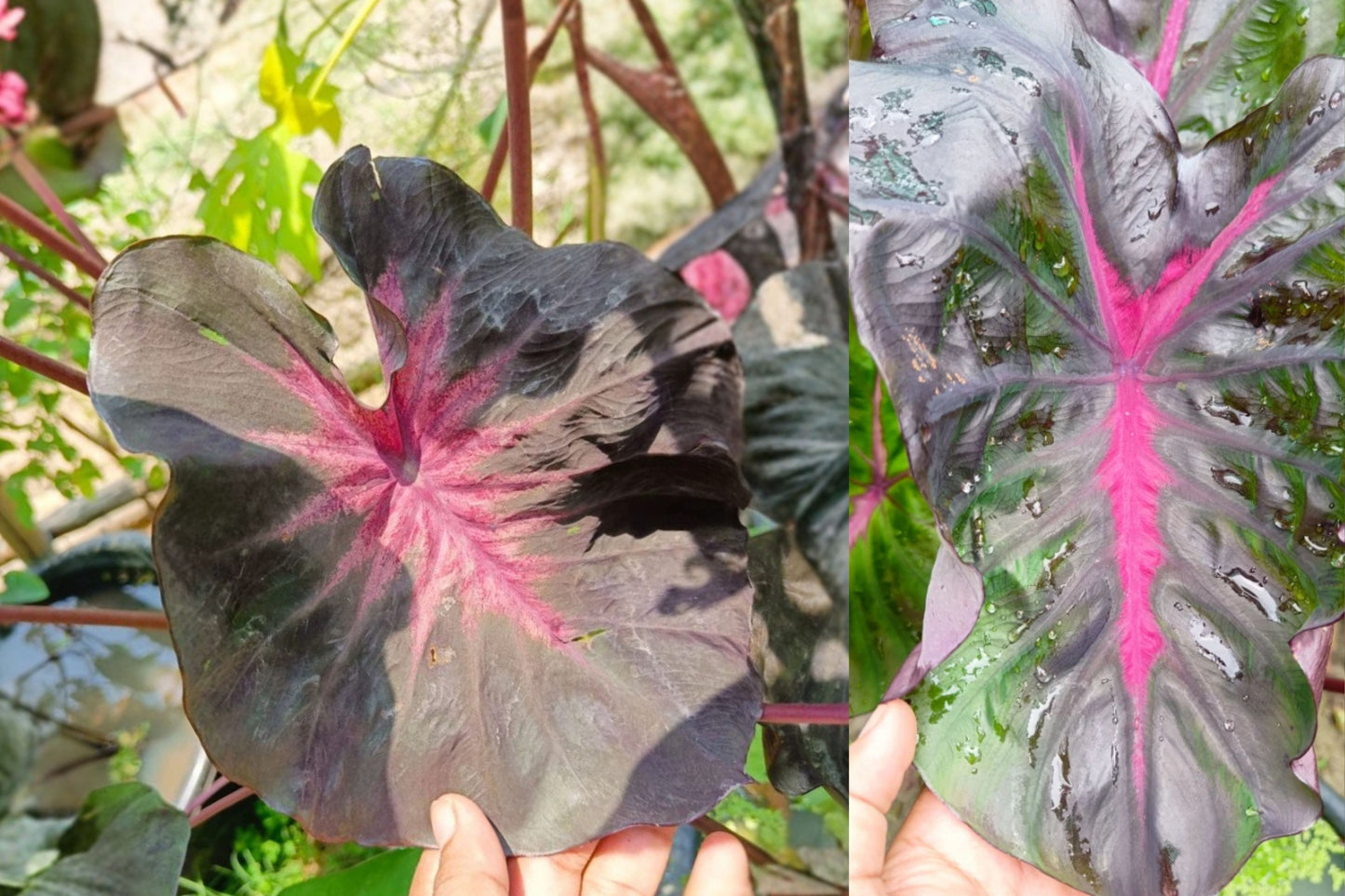 Colocasia ‘Redemption’ Live Elephant Ear Plant – 5–8" Tall