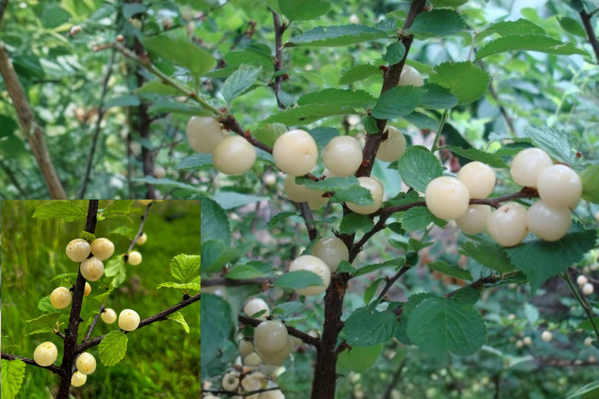 Nanking White Sweet Cherry Live Plant – 20–24 Inches – Prunus tomentosa